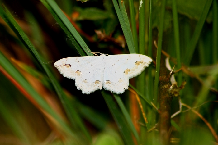 Scopula ornata ?